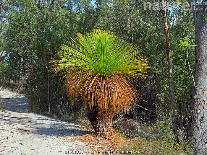 Xanthorrhoea